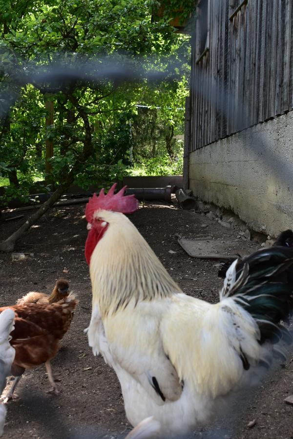 Ferienwohnung Grubinger Unterach am Attersee Esterno foto