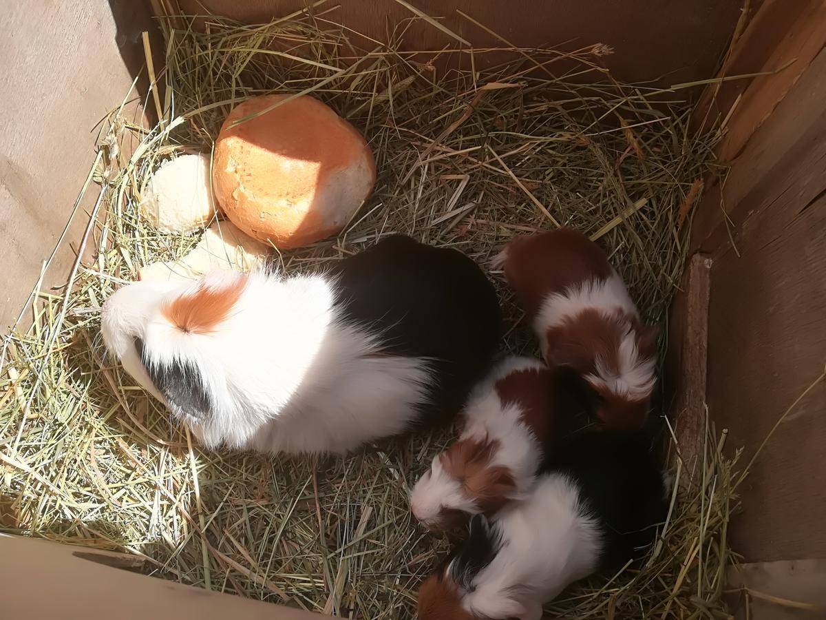 Ferienwohnung Grubinger Unterach am Attersee Esterno foto